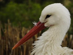 Storch